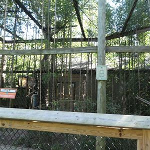 Muller's Gibbon Exhibit