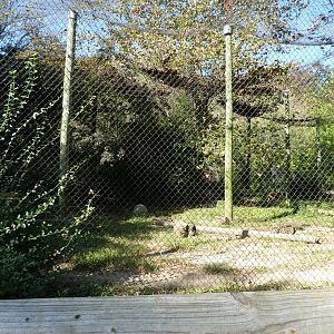Cougar Exhibit