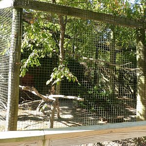 Harris' Hawk Exhibit