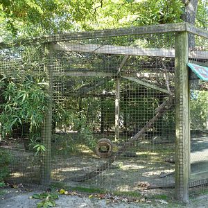 White-nosed Coati Exhibit