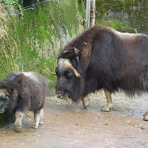 Musk ox with young