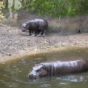 Pygmy hippo with young