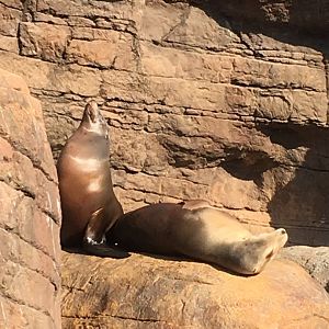 Oceans - California Sea Lions