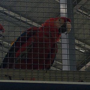 Forests - Green-winged Macaw