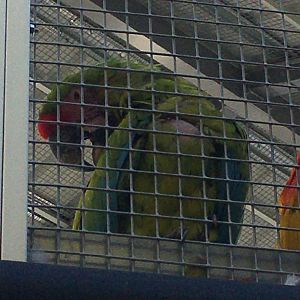 Forests - Military Macaw