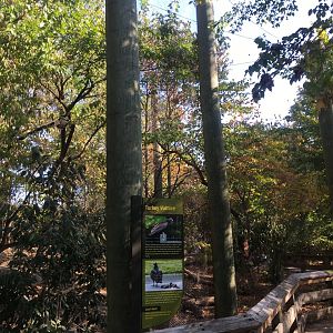 Forests - Turkey Vulture Exhibit (Former Bald Eagle)
