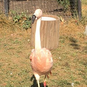 Flights of Fancy - Chilean Flamingo