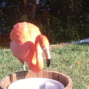 Flights of Fancy - Caribbean Flamingo