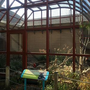 Flights of Fancy - Southern Ground Hornbill Exhibit