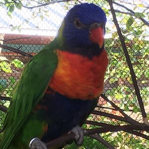 Flights of Fancy - Rainbow Lorikeet