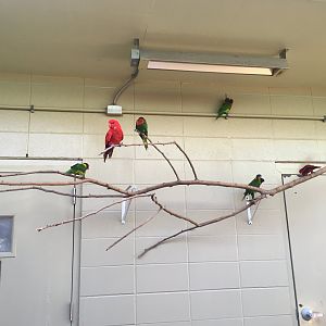 Flights of Fancy - Lorikeets
