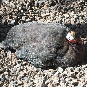 Flights of Fancy - Helmeted Guineafowl