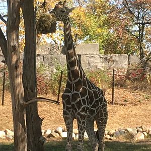 Plains - Reticulated Giraffe