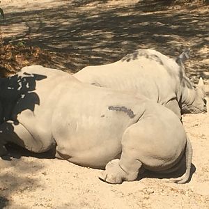 Plains - Southern White Rhinos