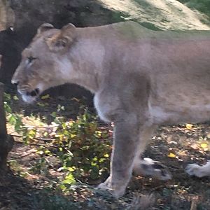 Plains - African Lion