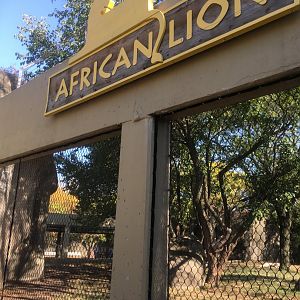 Plains - African Lion Exhibit Viewing