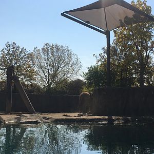 Plains - African Elephant Exhibit