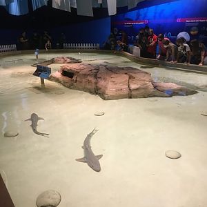 Oceans - Shark/Ray Touch Pool