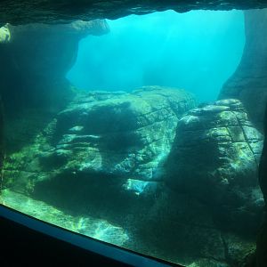Oceans - Pinniped Exhibit Underwater Viewing