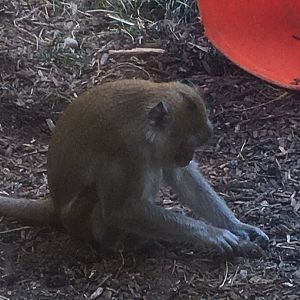 Oceans - Macaque (playing with dead Mouse)