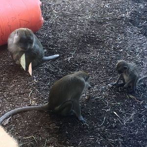 Oceans - Long-tailed Macaques