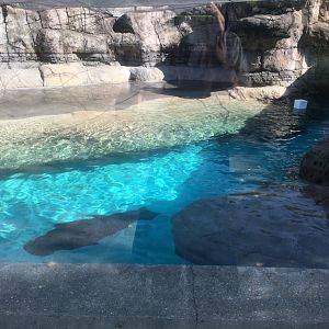 Oceans - Pacific Walrus Exhibit