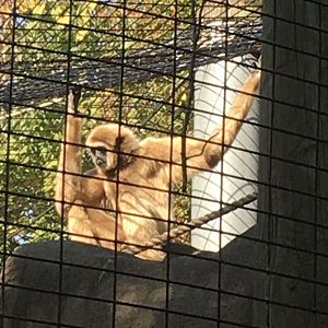 Forests - White-handed Gibbon