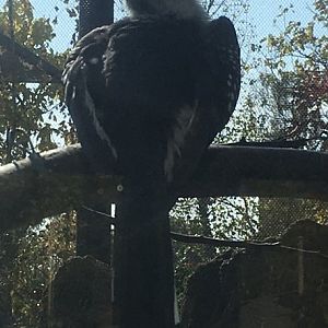 Plains - Yellow-billed Hornbill