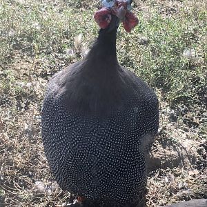 Plains - Helmeted Guineafowl