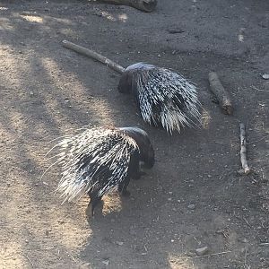 Plains - Cape Porcupines