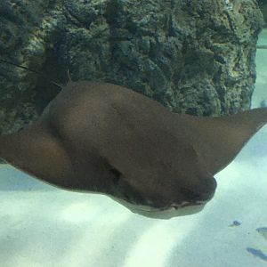 Oceans - Cownose Ray