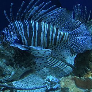 Oceans - Red Lionfish