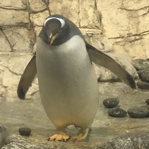 Oceans - Gentoo Penguin