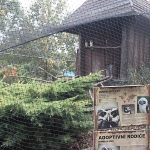 Spectacled owl aviary