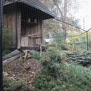 Brown wood owl aviary