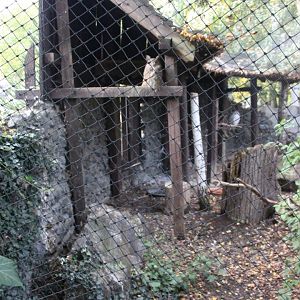 Great horned owl aviary