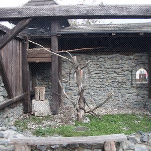 Great grey owl aviary