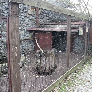 Indian peafowl aviary