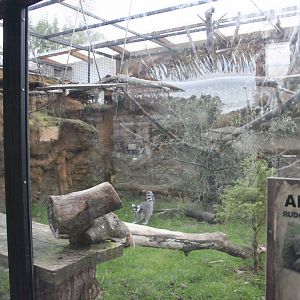 Ring-tailed lemur exhibit