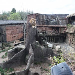 Lion exhibit