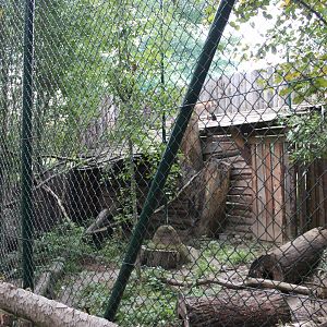 Eurasian lynx exhibit