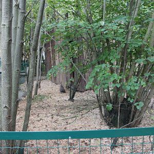 Patagonian mara exhibit