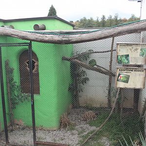 Red-lored amazon aviary