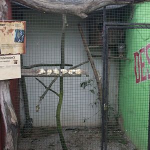 Rufous-legged owl aviary