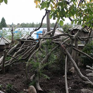Coati + Racoon exhibit