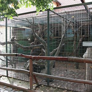 Tufted capuchin exhibit