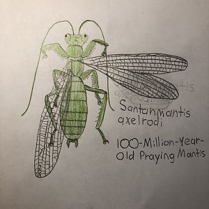 Santanmantis axelrodi