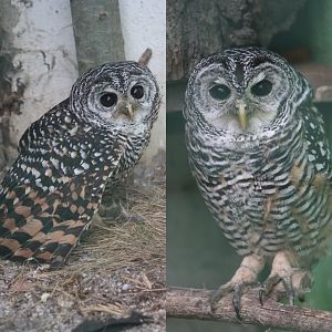 Chaco owl or Rufous-legged owl?