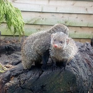 2 of 4 Banded Mongoose born this year