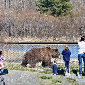 Brown Bear Exhibit - May 2020.
